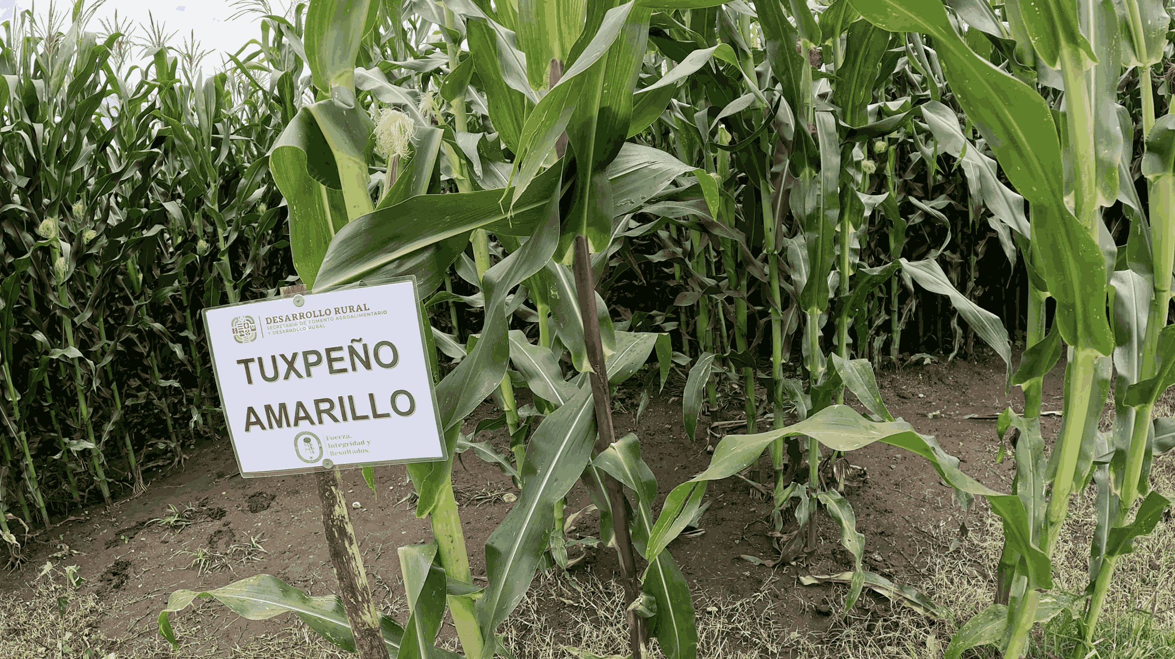 Cultivo de maíces nativos en plataforma de investigación del proyecto SEFADER-CIMMYT. (Foto: CIMMYT)